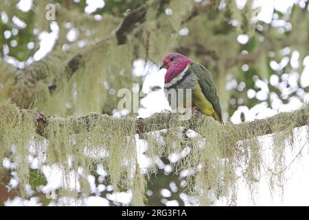 Colombe aux fruits à tête rose (Ptilinopus porphyreus) sur Sumatra. Également connu sous le nom de colombe aux fruits à col rose ou pigeon aux fruits de Temminck. Banque D'Images