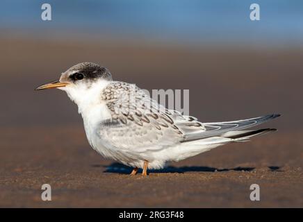 Petite Sterne juvénile (Sternula albifrons) debout sur la plage. Banque D'Images