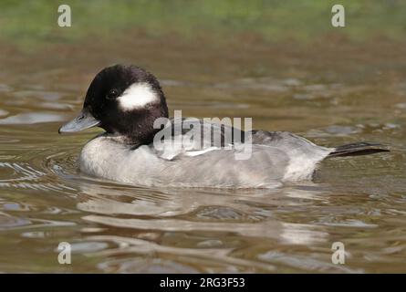 Bufflehead (Bucephala albéola), mâle adulte dans eclips nageant en captivité, vu de côté. Banque D'Images