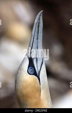 Een Jan van Gent strekt de kop A Northern Gannet pendant le skypointing Banque D'Images