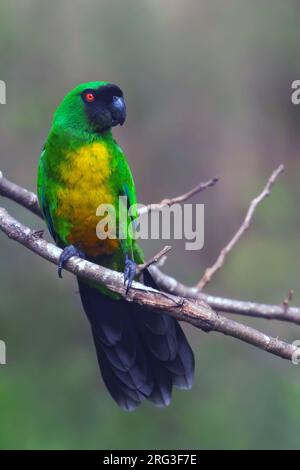 Perroquet brillant masqué (Prosopeia personata) sur Fidji dans l'océan Pacifique Sud. Banque D'Images