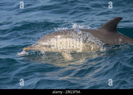 Dauphin commun (Delphinus delphis) apparaissant à la surface, avec la mer comme arrière-plan. Banque D'Images