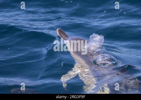 Dauphin commun (Delphinus delphis) apparaissant à la surface et expirant, avec la mer comme arrière-plan. Banque D'Images