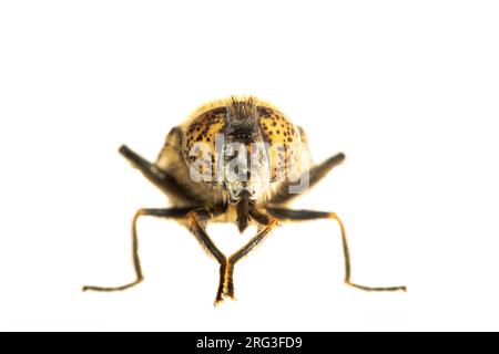 Petits yeux tachés Dronefly, Weidevlekoog, Eristalinus sepulchralis Banque D'Images