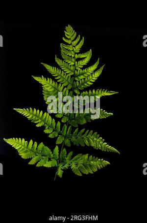 Broad Buckler fer, Dryopteris dilatata Banque D'Images