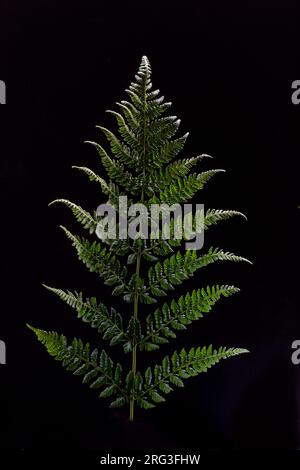 Broad Buckler fer, Dryopteris dilatata Banque D'Images