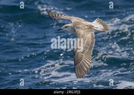 Goéland à pattes jaunes (Larus michaellis), immature (1RBR), volant, avec la mer comme fond. Banque D'Images