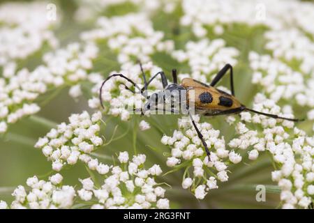 Pachyta quadrimaculata - Vierfleckbock Gelber, Allemagne, imago Banque D'Images