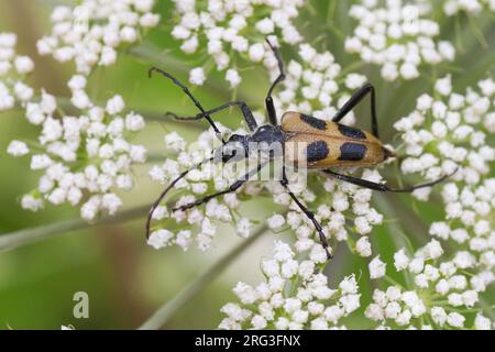 Pachyta quadrimaculata - Vierfleckbock Gelber, Allemagne, imago Banque D'Images