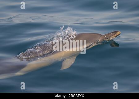 Dauphin commun (Delphinus delphis), apparaissant à la surface et expirant, avec la mer comme arrière-plan. Banque D'Images