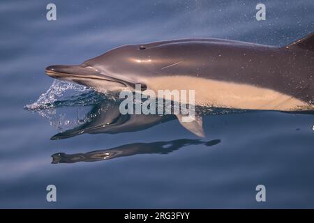 Dauphin commun (Delphinus delphis), apparaissant à la surface, avec la mer comme arrière-plan. Banque D'Images