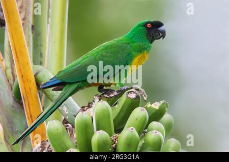 Perroquet brillant masqué (Prosopeia personata) sur Fidji dans l'océan Pacifique Sud. Banque D'Images