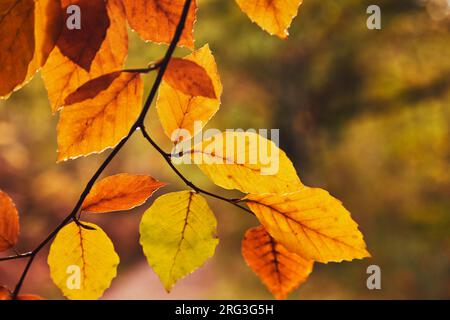 Couleurs automnales dans les feuilles de hêtre, dans la forêt le long des rives de la rivière Teign, près de Fingle Bridge, Dartmoor National Park, Devon, Grande-Bretagne. Banque D'Images