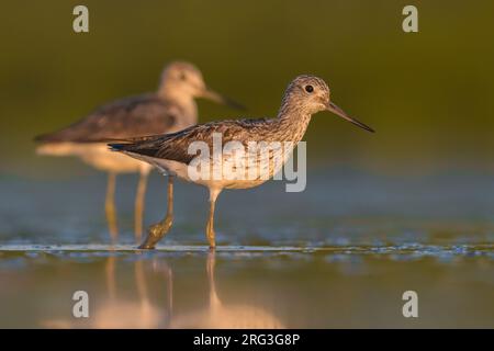 Deux greenshanks communs (Tringa nebuaria) se tenant dans un bassin d'eau douce peu profond au début de la migration automnale en Italie. Banque D'Images