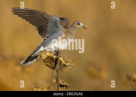 Tortue eurasienne juvénile, Streptopelia turtur, en Italie. Banque D'Images