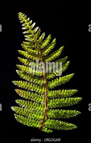 Fougère bouclier dur, Polystichum aculeatum Banque D'Images