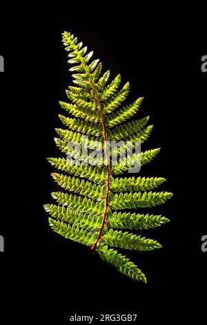 Fougère bouclier dur, Polystichum aculeatum Banque D'Images