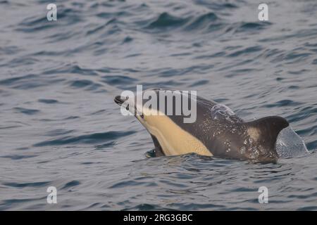 Dauphin commun (Delphinus delphis) apparaissant à la surface, avec la mer comme arrière-plan. Banque D'Images