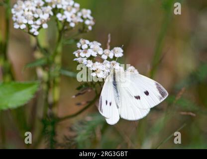 Small White, Pieris rapae, femme Banque D'Images