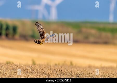 Femelle Hen Harrier (Circus cyaneus) survolant un champ agricole avec moulin à vent sur son dos à Landen près d'Hélécine, Brabant Flamish, Belgique. Banque D'Images