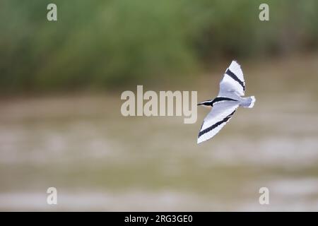 Pluvianus aegyptius, Pluvianus aegyptius, sur la rive d'une rivière au Ghana. Aussi connu sous le nom de Crocodile Bird. Il a une symbiose de nettoyage supposée avec Banque D'Images