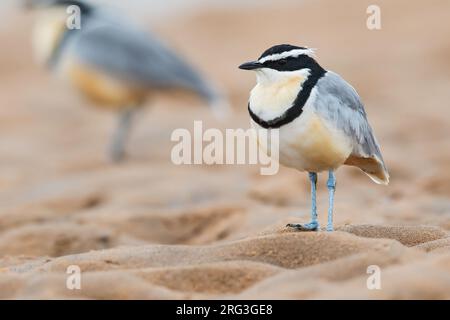 Pluvianus aegyptius, Pluvianus aegyptius, sur la rive d'une rivière au Ghana. Aussi connu sous le nom de Crocodile Bird. Il a une symbiose de nettoyage supposée avec Banque D'Images