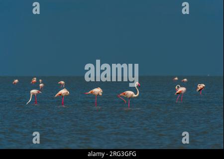 Grand flamants, Phoenicopterus roseus, debout dans un lagon.Saintes Maries de la Mer, Carmague, Bouches du Rhône, Provence Alpes Côte d'Azur, Fran Banque D'Images