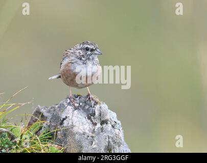 Porté par le rocailleux adulte (Emberiza cia) à la fin de l'été ou au début de l'automne en Espagne. Banque D'Images