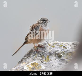 Porté par le rocailleux adulte (Emberiza cia) à la fin de l'été ou au début de l'automne en Espagne. Banque D'Images