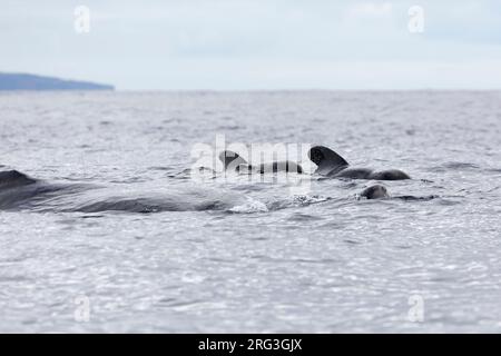 Le cachalot juvénile (Physeter macrocephalus) suivi de la baleine pilote à nageoires courtes (Globicephala marcorhynchus) nageant le long de notre bateau au large de Pico, Azor Banque D'Images