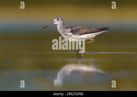 Greenshank commun (Tringa nebularia) debout dans un bassin d'eau douce peu profond au début de la migration automnale en Italie. Banque D'Images