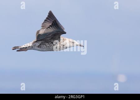 Mouette à pattes jaunes (Larus michaellis),juvénile en vol, avec la mer et le ciel comme arrière-plan Banque D'Images