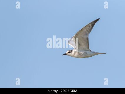 Jeune Sterne de Whiskered (Chlidonias hybrida) dans le delta de l'Ebro en Espagne pendant l'automne. Banque D'Images