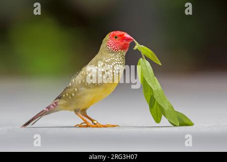 Star Finch (Bathilda ruficauda) au Butterfly World, Floride, . Banque D'Images