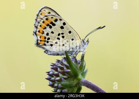 Femelle Sooty Copper recherche sur Devil's-bit Scabious Banque D'Images