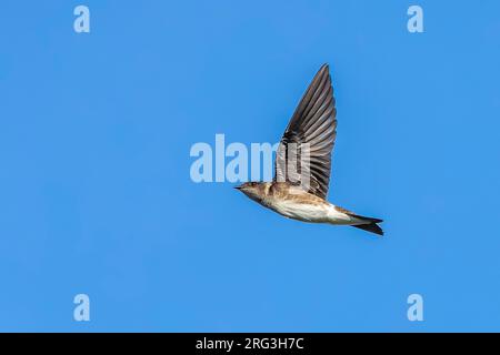 Premier hiver Purple Martin (Progne subi) survolant la mer, Cape May, New Jersey, USA. Banque D'Images