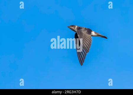 Premier hiver Purple Martin (Progne subi) survolant la mer, Cape May, New Jersey, USA. Banque D'Images