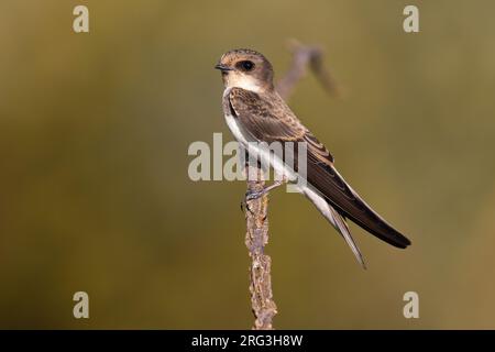 Sable Martin, Riparia riparia, en Italie. Banque D'Images