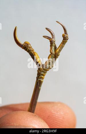 Jambe et pieds d'une Paruline roseau européenne (Acrocephalus scirpaceus) du premier hiver, capturée à Naarden, aux pays-Bas. Banque D'Images