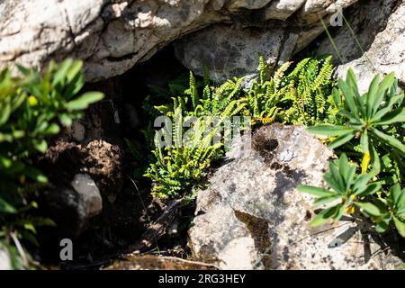 Asplenium viride, Spleenwort vert Banque D'Images