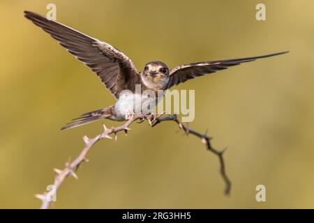 Sable Martin, Riparia riparia, en Italie. Banque D'Images