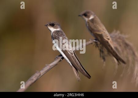 Sable Martin, Riparia riparia, en Italie. Deux Martins ensemble. Banque D'Images