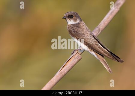 Sable Martin, Riparia riparia, en Italie. Banque D'Images