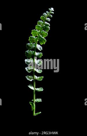 Asplenium viride, Spleenwort vert Banque D'Images