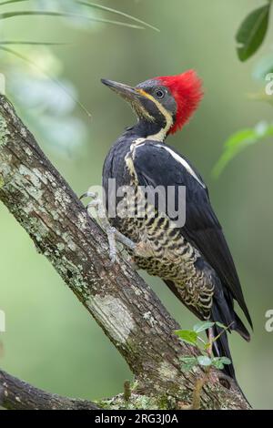 Une femelle ligneuse (Dryocopus lineatus lineatus) à Barbosa, Antioquia, Colombie. Banque D'Images