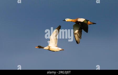 Canard laqué (Tadorna tadorna) juvénile et canard laqué (Tadorna ferruginea) femelle adulte volant ensemble en fin de soirée lumière estivale Banque D'Images