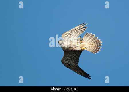 Faucon pèlerin (Falco peregrinus calidus), oiseau juvénile en vol contre le ciel bleu faisant des manoeuvres acrobatiques Banque D'Images