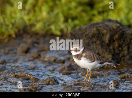 Pluvier semi-palmé vagabond (Charadrius semipalmatus) du premier hiver sur l'île de Terceira, Açores, Portugal. Banque D'Images