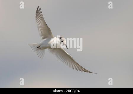 Sterne juvénile (Sternula albifrons) dans la mer Méditerranée en Italie. Vu de dessous. Banque D'Images