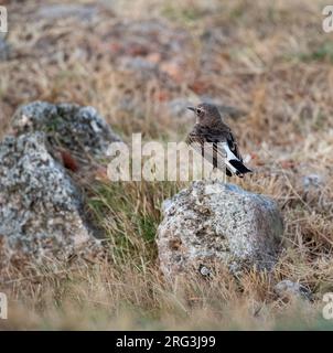 Wheatear à pied immature (Oenanthe pleschanka) au cours de la migration automnale au cap Kaliakra, Bulgarie. Montrant le dos, la croupe et la queue. Banque D'Images